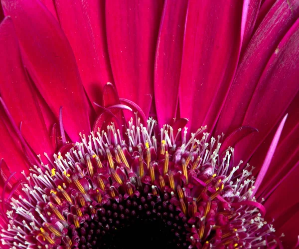Makro Einer Schönen Rosa Blume — Stockfoto