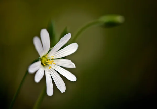 stock image beautiful white flower in the garden 