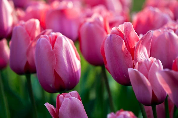 Stock image beautiful tulips, floral concept 