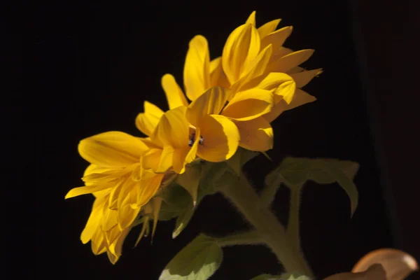 yellow flower of a sunflower on a black background