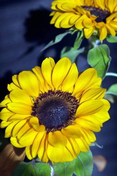 Schöne Blumen Einem Garten — Stockfoto