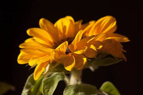 Gelbe Sonnenblume Aus Nächster Nähe Sonnenblume Mit Blütenblättern Gelbe Sonnenblumenblume — Stockfoto