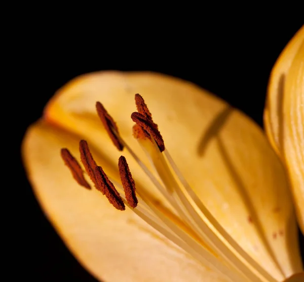 Makro Einer Gelben Blume — Stockfoto