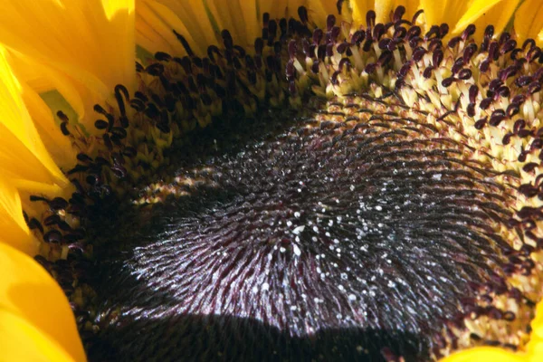 Floarea Soarelui Aproape Vedere — Fotografie, imagine de stoc