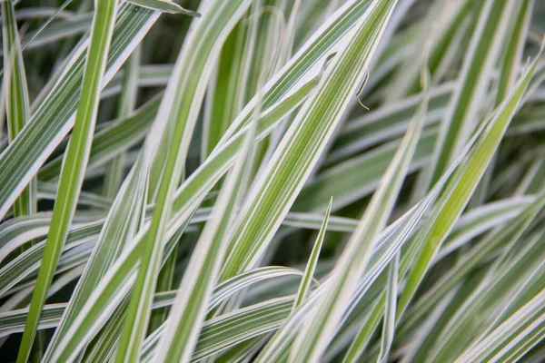 自然の背景としてHolcus Mollis Albovariegatusの美しい草の葉 — ストック写真