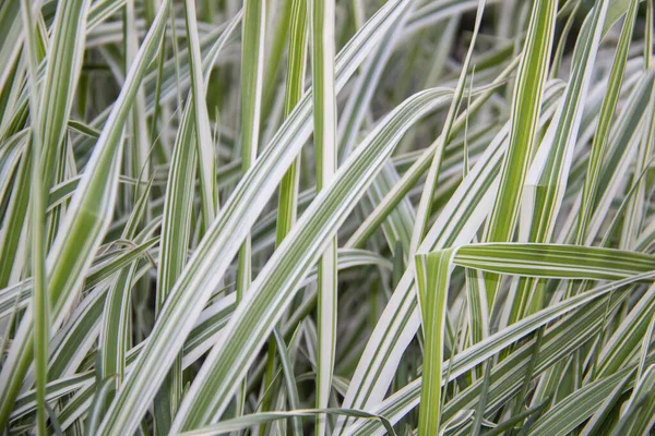 自然の背景としてHolcus Mollis Albovariegatusの美しい草の葉 — ストック写真