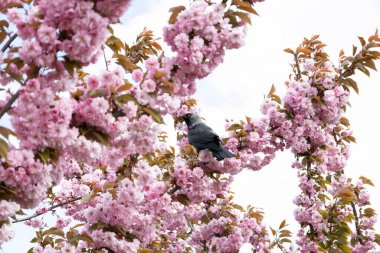 Arka planda duran güzel bahar pembe sakura çiçekleri. Çiçek açan sakura çiçekleri Dal üzerinde daw.