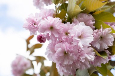 Arka planda duran güzel bahar pembe sakura çiçekleri. Dalda çiçek açan sakura çiçekleri.