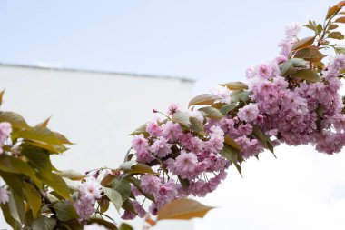 Arka planda duran güzel bahar pembe sakura çiçekleri. Dalda çiçek açan sakura çiçekleri.