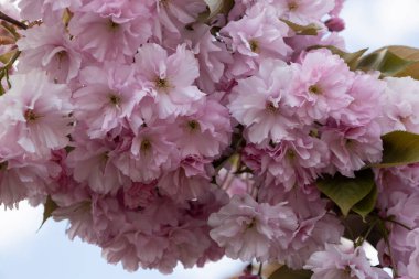 Arka planda duran güzel bahar pembe sakura çiçekleri. Dalda çiçek açan sakura çiçekleri.