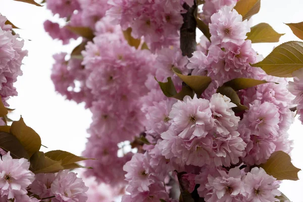 Bela Primavera Flores Sakura Rosa Contra Fundo Flores Sakura Florescentes — Fotografia de Stock