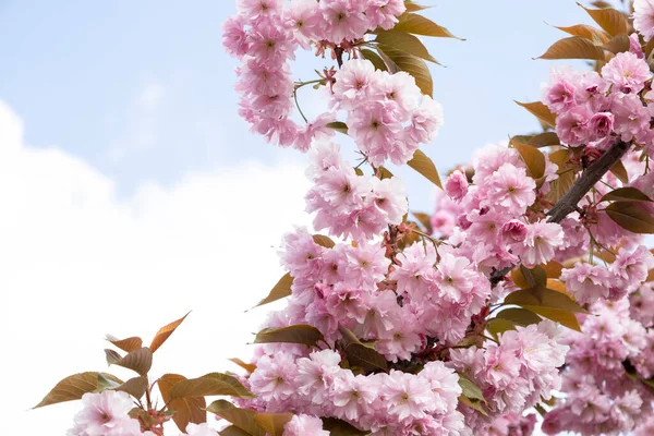 Stock image The beautiful spring pink sakura flowers against background. The blooming sakura flowers on branch.