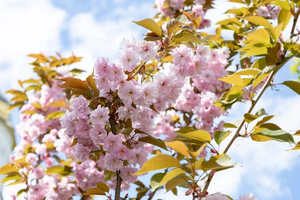 Arka planda duran güzel bahar pembe sakura çiçekleri. Çiçek açan sakura çiçekleri Dal üzerinde daw.