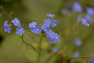 Çiçekler ilkbaharın başlarında çiçek açıyor. Odaklanmamış ve bulanık çiçekler. Yeşil arka plandaki güzel mavi brunnea çiçeğe çok benziyor. Beni unutma.