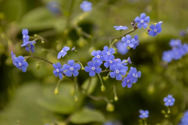 stock image The flowers brunnea flowering in early spring. Unfocussed and blurry flowers. The beautiful blue brunnea on green background have a striking resemblance to flower with name forget me not