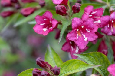 Macaristan 'daki bahçede Weigela Bristol kırmızı çiçekleri. Weigela 'nın güzel çiçekleri arka planda.