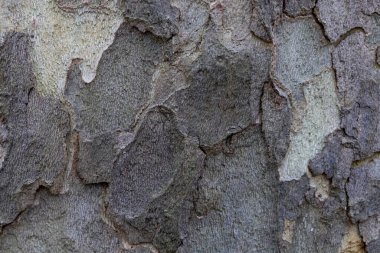 Eski ağaç kabuğunun doğal deseni. Kabuğun arka plandaki güzel dokusu.