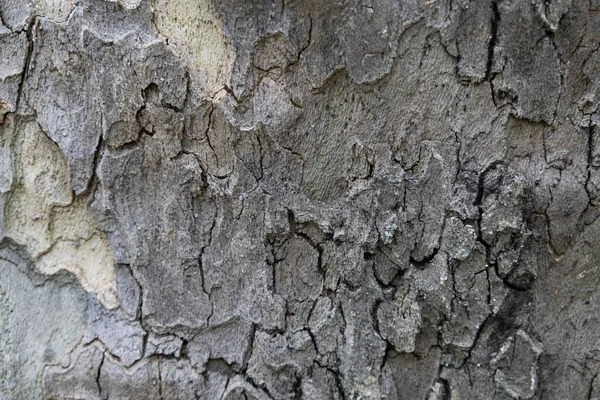 Натуральний Візерунок Старої Дерев Яної Кори Красива Текстура Кори Фоні — стокове фото