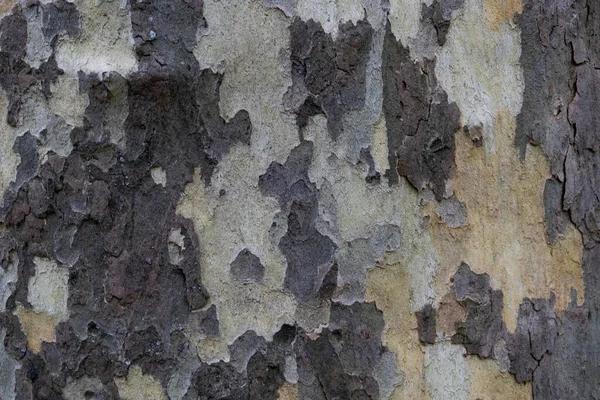 Natürliches Muster Aus Der Alten Baumrinde Schöne Textur Der Rinde — Stockfoto