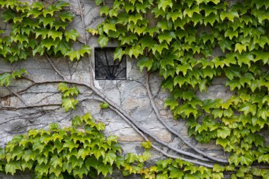 Yeşil üzüm yaprakları eski binanın duvarlarını bir pencereyle kapladı..