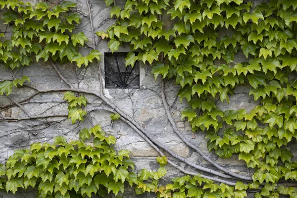 Green wild grape leaves covered the walls of the old building with a window.