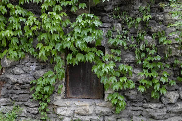 Green wild grape leaves covered the walls of the old building with a window