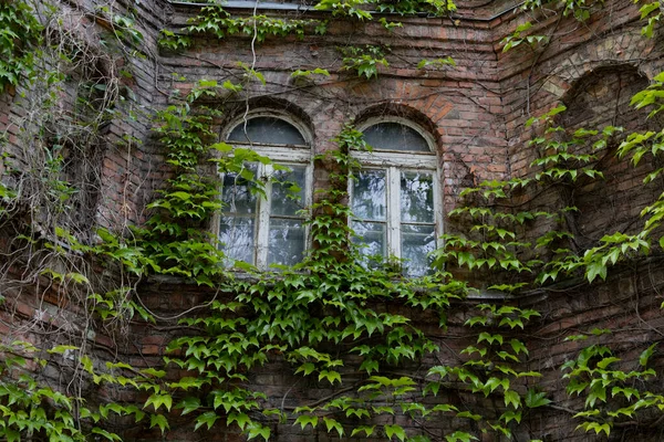 Green wild grape leaves covered the walls of the old building with a windows.