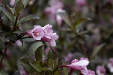 Bulanık arka planda Weigela Nine Purpurea 'nın güzel çiçekleri. Çalılıklarda pembe çiçekleri olan harika bir bitki..