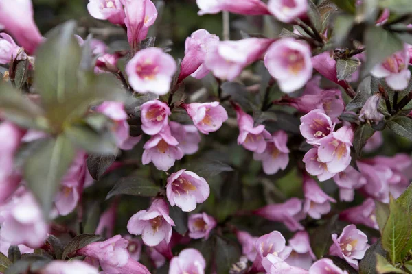 Hermosas Flores Weigela Nana Purpurea Sobre Fondo Borroso Increíble Planta — Foto de Stock