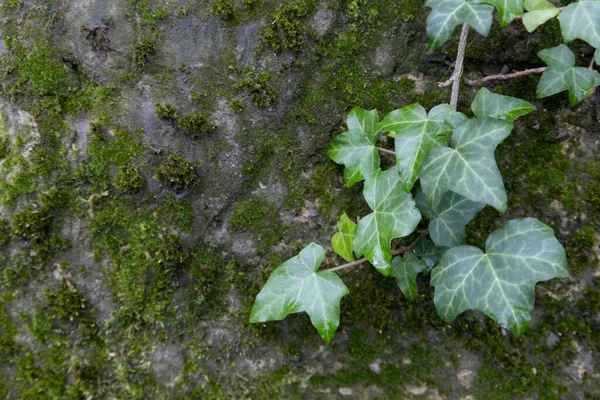 Piękny Bluszcz Roślinny Rośnie Starej Ścianie Mchem Naturalne Tło Zielonymi — Zdjęcie stockowe
