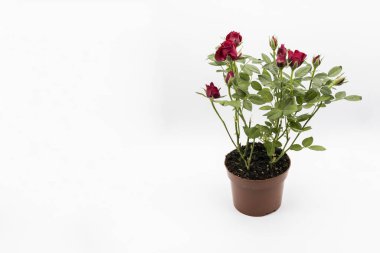 The red roses in a pot isolated on a white background.