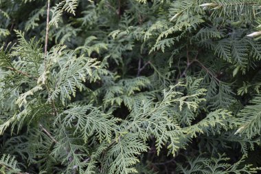 Yeşil thuja occidentalis 'in yakın çekimi. Eşkıyanın genç ve yeşil dalına yakın çekim.