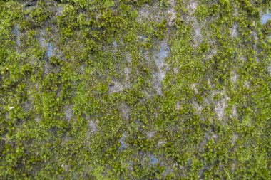 Yosun kaplı beton duvar. Yosun yosunuyla kaplı eski beton duvar