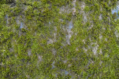 Yosun kaplı beton duvar. Yosun yosunuyla kaplı eski beton duvar