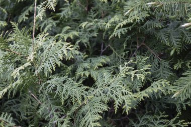Yeşil thuja occidentalis 'in yakın çekimi. Eşkıyanın genç ve yeşil dalına yakın çekim.