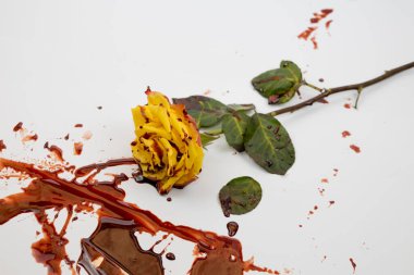 Beyaz zemin üzerinde sarı gül ve kırmızı kan olan kavram. Kanlı arka planda güzel bir gül.