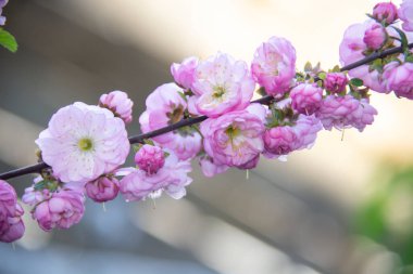 Güzel ve Şefkatli Sakura Dalı. Arka plandaki Sakura çiçekleri yakın plan. Çiçek arkaplanı. Aromalı ve çiçekli bir ağaç dalında bahar pembe çiçekleri.