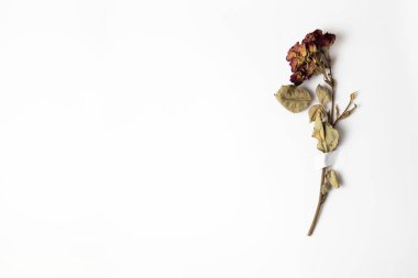 Kopya alanı olan beyaz kağıda bantlanmış kuru gül çiçeği