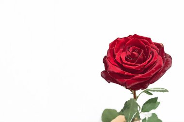 Güzel kırmızı gül beyaz arkaplanda.