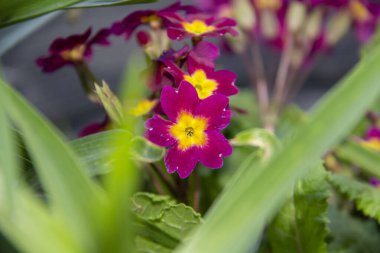 Primrose fabrikası primula vulgaris mor arka planda. Renkli mor çuha çiçekleri,