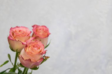 Beyaz arka planda pembe güller.