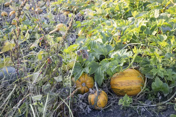 Olgun turuncu balkabakları yeşil sarmaşıkların arasında yetişiyor ve sebze bahçesinde yapraklar yetişiyor. Sonbaharda, organik tarım, mevsimsel hasat ve doğal gıda üretimini temsil eden bir kırsal tarım sahnesinin yakın çekimi. Sis kavramları için ideal