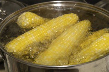 Kaynamış bir tencerede mısır koçanları. Tencerede mısır pişiriyorum. Koçanda lezzetli mısır.