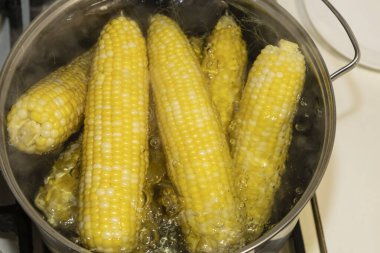 Kaynamış bir tencerede mısır koçanları. Tencerede mısır pişiriyorum. Koçanda lezzetli mısır.