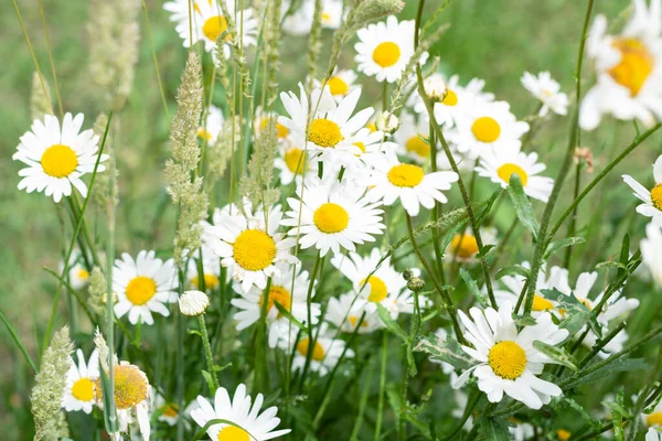 Wild Daisy Flower Growing Meadow Sunny Garden White Flowers Background — Stock Photo, Image