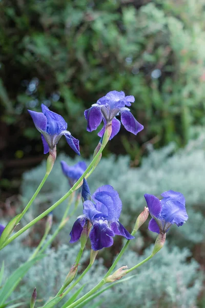 Piękne Niebieskie Kwiaty Tęczówki Ogrodzie Selektywne Skupienie — Zdjęcie stockowe