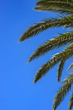 Green palm tree leaves on blue sky background with copy space for text.