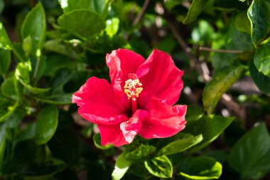 Bright red hibiscus flower in the tropical garden with copy space for text. Selective focus.