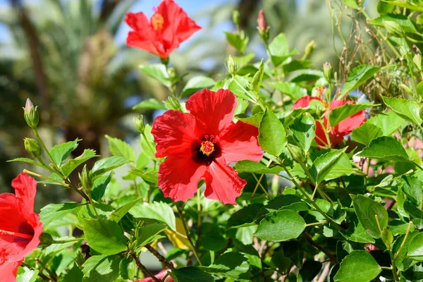 Bright red hibiscus flower in the tropical garden with copy space for text. Selective focus.