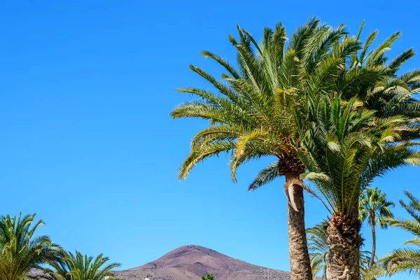 Palm trees against blue sky and mountain or volcano background, hot summer weather and Canary Islands holiday tourism destinations.
